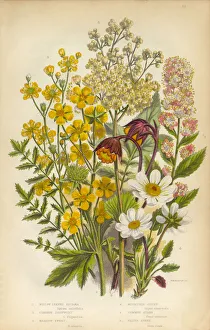 Spirea, Dropwort and Avens Victorian Botanical Illustration Spirea, Dropwort and Avens Victorian Botanical Illustration