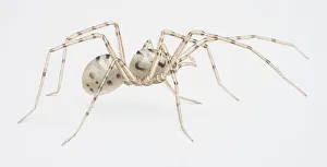 Spitting Spider, Scytodes thoracica, side view Spitting Spider, Scytodes thoracica, side view