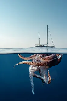 Split level view of an injured giant squid floating at the surface with a research yacht Split level view of an injured giant squid floating at the surface with a research yacht