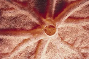 <b class=qtipBold><figcaption>Sponge</figcaption></b><br>Jeff Rotman Underwater Photography, a0106-000129 Sponge