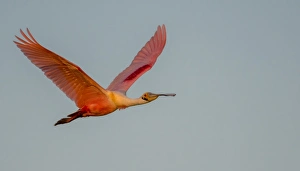 <b class=qtipBold><figcaption>Spoonbill In Flight</figcaption></b><br>Russell Burden, 831149906<br><em>© Russell Burden</em> Spoonbill In Flight