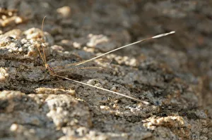 Spoonwing Lacewing -Nemeura gracilis-, Goegap Nature Reserve, Namaqualand, South Africa Spoonwing Lacewing -Nemeura gracilis-, Goegap Nature Reserve, Namaqualand, South Africa