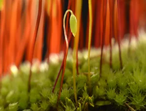 Sporophyte of Creeping feather-moss -Amblystegium serpens-, Stuttgart, Baden-Wurttemberg, Germany Sporophyte of Creeping feather-moss -Amblystegium serpens-, Stuttgart, Baden-Wurttemberg, Germany