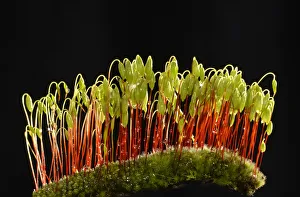 Sporophytes of Creeping feather-moss -Amblystegium serpens-, Stuttgart, Baden-Wurttemberg, Germany Sporophytes of Creeping feather-moss -Amblystegium serpens-, Stuttgart, Baden-Wurttemberg, Germany