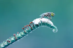 <b class=qtipBold><figcaption>My Spot</figcaption></b><br>Insects On Earth, 186890993<br><em>© Donald Jusa</em> My Spot