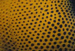 <b class=qtipBold><figcaption>Spots of Queen Angelfish</figcaption></b><br>Jeff Rotman Underwater Photography, a0106-000371 Spots of Queen Angelfish