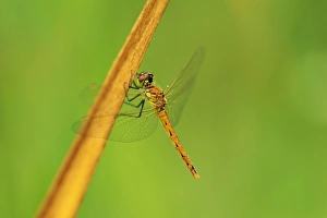 Spotted Darter (Sympetrum depressiusculum) Spotted Darter (Sympetrum depressiusculum)