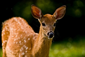 <b class=qtipBold><figcaption>Spotted Deer</figcaption></b><br>An adolescent White-tailed Deer still with spots is looking forward.<br><em>© copyright 2015</em> Spotted Deer