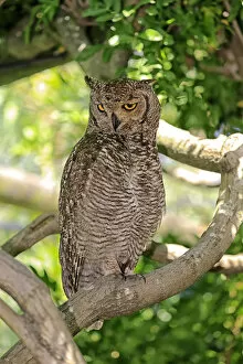 Images Dated 26th December 2013: Spotted Eagle-owl -Bubo africanus-, adult on tree, Western Cape, South Africa