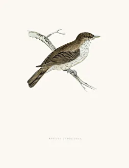 <b class=qtipBold><figcaption>Spotted Flycatcher bird</figcaption></b><br>A photograph of an original hand-colored engraving from The History of British Birds by Morris published in 1853-1891.<br><em>© mashuk</em> Spotted Flycatcher bird