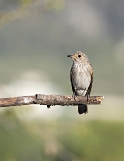 Spotted Flycatcher (Muscicapa striata), pair on branch . Spain Spotted Flycatcher (Muscicapa striata), pair on branch . Spain
