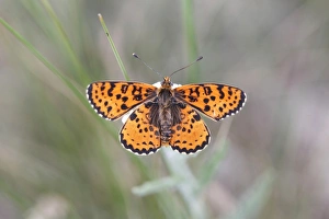 Spotted Fritillary -Melitaea didyma-, Hackelsberg nature reserve, Winden am See, Burgenland, Austria Spotted Fritillary -Melitaea didyma-, Hackelsberg nature reserve, Winden am See, Burgenland, Austria
