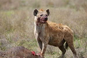 <b class=qtipBold><figcaption>Spotted Hyena, Crocuta crocuta</figcaption></b><br>Spotted Hyena with prey, Crocuta crocuta, Serengeti, UNESCO World heritage site, Tanzania, Africa<br><em>© Juergen Ritterbach</em> Spotted Hyena, Crocuta crocuta