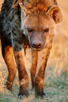Spotted hyena (Crocuta crocuta), close-up Spotted hyena (Crocuta crocuta), close-up
