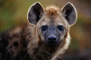 Images Dated 16th September 2005: Spotted hyena (Crocuta crocuta) close up, Masai Mara N.R, Kenya