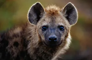 Spotted hyena (Crocuta crocuta) close up, Masai Mara N.R, Kenya Spotted hyena (Crocuta crocuta) close up, Masai Mara N.R, Kenya