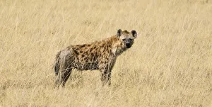 Spotted Hyena -Crocuta crocuta- walking through dry grass, Etosha National Park, Namibia Spotted Hyena -Crocuta crocuta- walking through dry grass, Etosha National Park, Namibia
