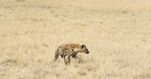 Spotted Hyena -Crocuta crocuta- walking through dry grass, Etosha National Park, Namibia Spotted Hyena -Crocuta crocuta- walking through dry grass, Etosha National Park, Namibia