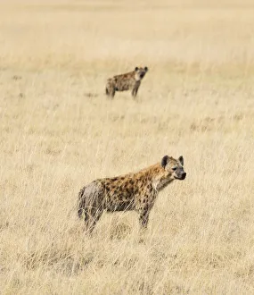 Spotted Hyenas -Crocuta crocuta- in the dry grass, Etosha National Park, Namibia Spotted Hyenas -Crocuta crocuta- in the dry grass, Etosha National Park, Namibia