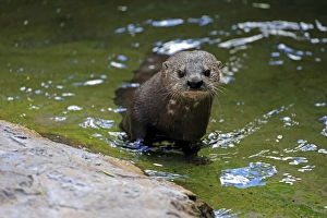Spotted-necked Otter -Lutra maculicollis-, adult in the water, Eastern Cape, South Africa Spotted-necked Otter -Lutra maculicollis-, adult in the water, Eastern Cape, South Africa