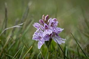 Spotted Orchid or Heath Spotted Orchid -Dactylorhiza maculata-, Faroe Islands, Denmark Spotted Orchid or Heath Spotted Orchid -Dactylorhiza maculata-, Faroe Islands, Denmark