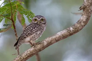 <b class=qtipBold><figcaption>Spotted Owlet</figcaption></b><br>A Spotted Owlet resting on a perch during the last hour of light of the day at Hat Wanakorn National Park, Thailand<br><em>© 2016 Phoo Chan</em> Spotted Owlet