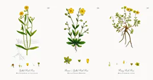 Spotted Rock Rose, Helianthemum eu-guttatum, Victorian Botanical Illustration, 1863 Spotted Rock Rose, Helianthemum eu-guttatum, Victorian Botanical Illustration, 1863