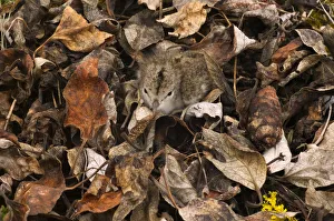 Spotted Sandpiper Gallery: Spotted sandpiper chick (Actitis macularia) camouflaged in dead leaves