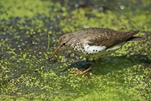 Spotted Sandpiper Gallery: Spotted sandpiper on summer pond