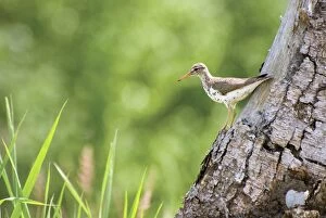 Spotted Sandpiper Gallery: Spotted sandpiper on a tree trunk