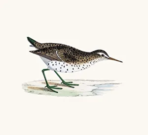 Spotted Sandpiper Gallery: Spotted sandpiper wader shorebird