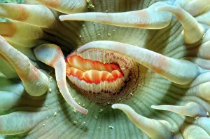Spotted Swimming Anemone -Stomphia coccinea-, White Sea, Karelia, Arctic, Russia Spotted Swimming Anemone -Stomphia coccinea-, White Sea, Karelia, Arctic, Russia