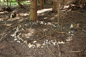 Spotted Toughshank -Rhodocollybia maculata-, growing in a so-called fairy ring, Allgaeu Spotted Toughshank -Rhodocollybia maculata-, growing in a so-called fairy ring, Allgaeu