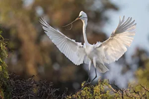 <b class=qtipBold><figcaption>The Spread</figcaption></b><br>A Great Egret in flight pose at The Lake of Newark, CA.<br><em>© 2016 Phoo Chan</em> The Spread