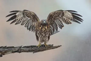 <b class=qtipBold><figcaption>Spreading Hawk</figcaption></b><br>A juvenile red-tailed hawk spreading its wing on a perch in the rain at Coyote Hills Regional Park of Fremont, California.<br><em>© 2016 Phoo Chan</em> Spreading Hawk