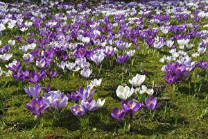 Spring crocus, Giant Dutch crocus -Crocus vernus hybrids Spring crocus, Giant Dutch crocus -Crocus vernus hybrids