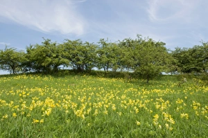 Spring field with Cowslip flowers -Primula veris-, Thuringia, Germany Spring field with Cowslip flowers -Primula veris-, Thuringia, Germany