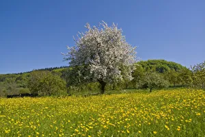 Spring landscape in the south Black Forest, Baden-Wuerttemberg, Germany, Europe Spring landscape in the south Black Forest, Baden-Wuerttemberg, Germany, Europe