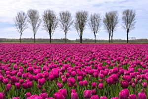 Netherlands Gallery: 