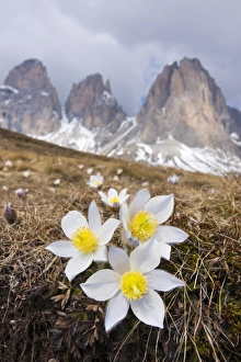 Spring Pasque flowers -Pulsatilla vernalis, Anemone vernalis- on the Plan da Cuzin below Spring Pasque flowers -Pulsatilla vernalis, Anemone vernalis- on the Plan da Cuzin below