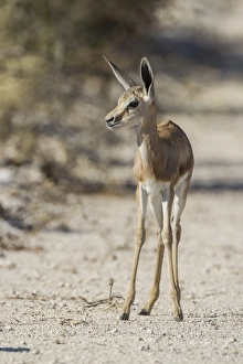 Springbok -Antidorcas marsupialis-, Etosha National Park, Namibia, Africa Springbok -Antidorcas marsupialis-, Etosha National Park, Namibia, Africa