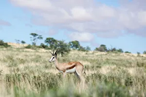 The springbok (Antidorcas marsupialis) is a medium-sized antelope found mainly in The springbok (Antidorcas marsupialis) is a medium-sized antelope found mainly in