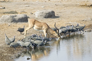Springbok -Antidorcas marsupialis- drinking at a waterhole, Etosha National Park, Namibia Springbok -Antidorcas marsupialis- drinking at a waterhole, Etosha National Park, Namibia
