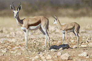 Springbok -Antidorcas marsupialis- and young, Etosha National Park, Namibia, Africa Springbok -Antidorcas marsupialis- and young, Etosha National Park, Namibia, Africa