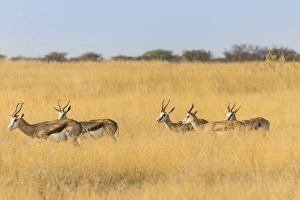 Springboks -Antidorcas marsupialis-, Etosha National Park, Namibia Springboks -Antidorcas marsupialis-, Etosha National Park, Namibia