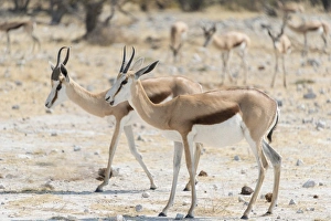 Springboks -Antidorcas marsupialis-, Etosha National Park, Namibia Springboks -Antidorcas marsupialis-, Etosha National Park, Namibia