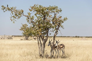 Springboks -Antidorcas marsupialis-, Etosha National Park, Namibia, Africa Springboks -Antidorcas marsupialis-, Etosha National Park, Namibia, Africa