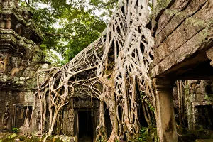 Spung tree cover Ta Prohm temple in Siem Reap, Cambodia Spung tree cover Ta Prohm temple in Siem Reap, Cambodia