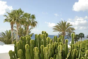 Spurges, Lanzarote, Canary Islands, Spain, Europe Spurges, Lanzarote, Canary Islands, Spain, Europe
