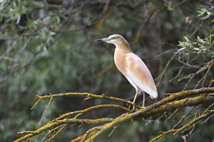 Squacco Heron -Ardeola ralloides- perched on a tree branch, Kiskunsag National Park Squacco Heron -Ardeola ralloides- perched on a tree branch, Kiskunsag National Park